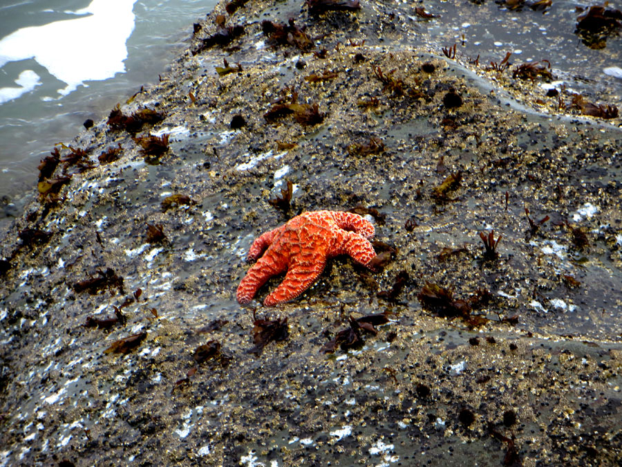 Mount Rainier 2012 346